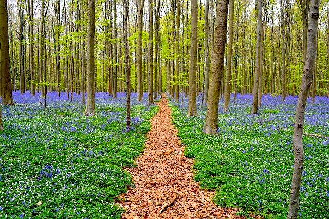 Top Places to Visit in Belgium: Hallerbos