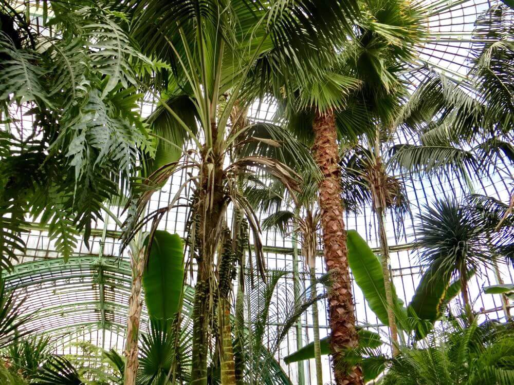 Palm Greenhouse @ Royal Greenhouses of Laeken