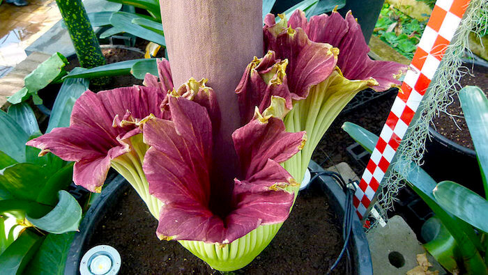 Interesting Place to Visit: Corpse Flower at Meise Botanic Garden