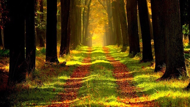 Things to Do in Belgium in October: Forest Week